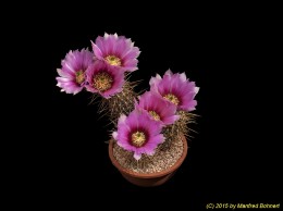 Echinocereus engelmannii v. nicholii 487